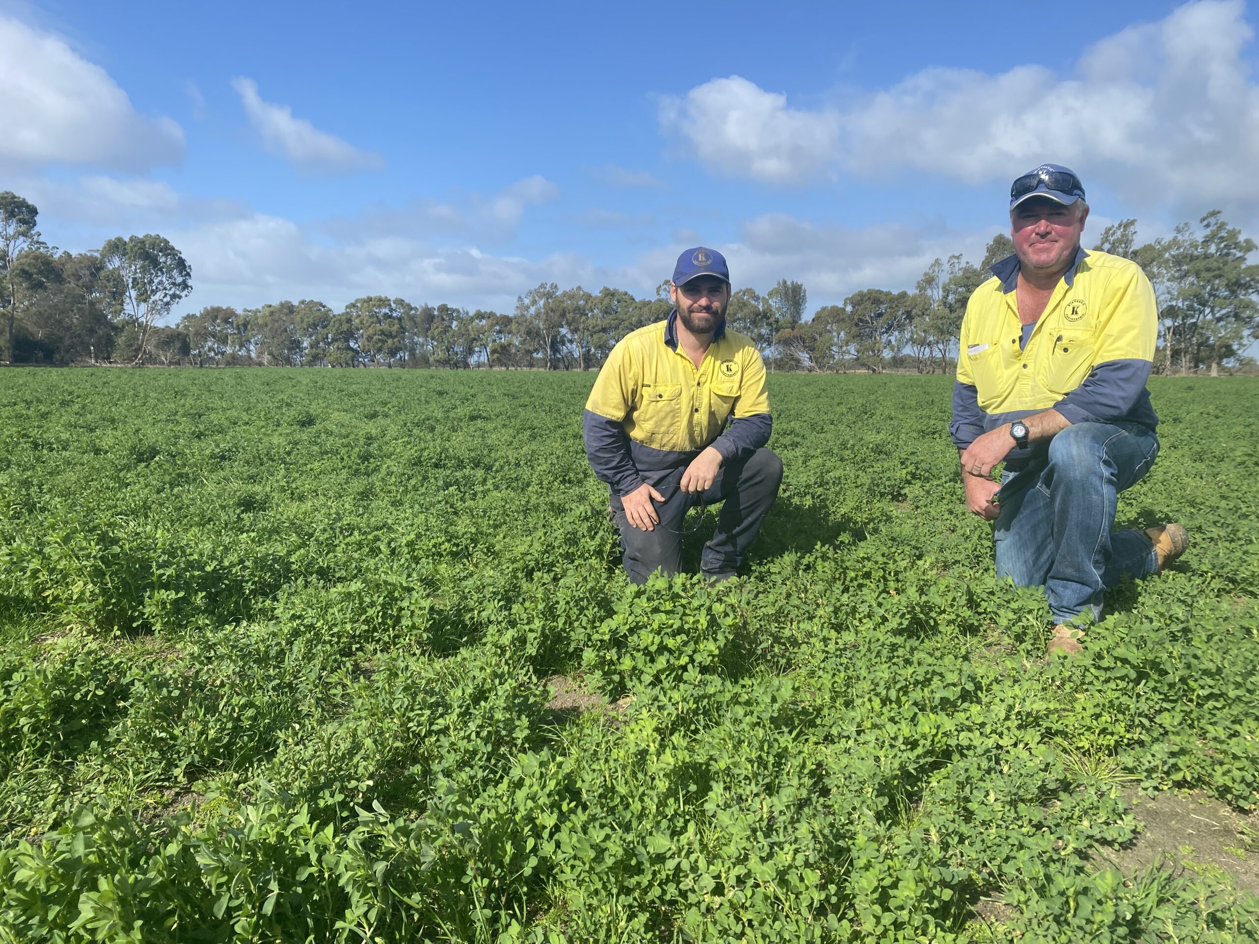 Great forage potential and grazing tolerance a winner for Mark - RAGT